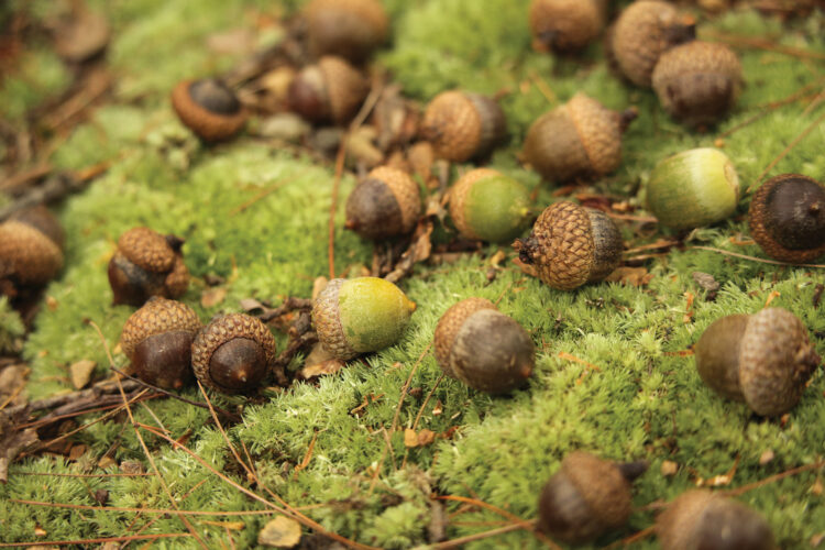 Harvesting Edible Acorns